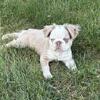 FLUFFY FRENCH BULLDOG - CHUNKY