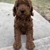 Male Goldendoodle (SOLD)