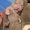 American Pocket Bully Puppies