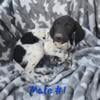 Purebred German shorthair puppies