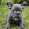 French bulldog pups up for rehoming.