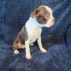 Akc Boston terrier female 15wks