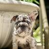 BIG ROPE frenchie female