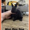 Female pure bred mini Rex bunny available for adoption