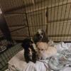 Tiny toy poodle puppies