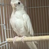 Whiteface and albino pair cockatiels