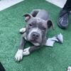 $80$80$80PUPPY