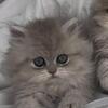 Persian kittens