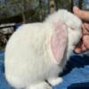 Blue eyed White Holland Lop Doe - 8 Weeks