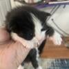 Kittens 5 looking for Good Homea Only