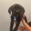 Cane Corso puppies $1500