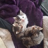 1 Male Maine Coon kitten left available  NOW