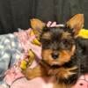 PUREBRED YORKSHIRE TERRIER PUPPIES