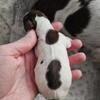 Dachshund Puppies!