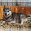 Adult Alaskan Klee Kai (Sterling)