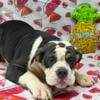 olde English bulldogge puppy