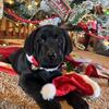 Holly AKC Lab puppy