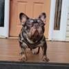 AKC REGISTERED MERLE FRENCH BULLDOG STUD FEE $2,500