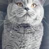 British shorthair male