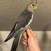 HandFed & Super Tame Baby Cockatiels DFW
