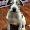 BLUE MERLE Pitbull puppies for sale GIOVANNI 