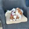 Cavaliers -Beautiful Blenheim males puppies