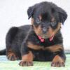 AKC ROTTWEILER PUPPY AVAILABLE