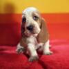 Adorable Basset Hounds available