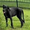 Great Dane AKC Black Female