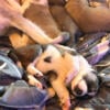 5 week old Siberian husky puppies looking for their forever homes