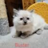 Buster is a traditional blue point purebred Ragdoll kitten