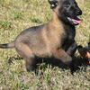 AKC Malinois 11 weeks.