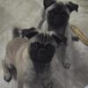 Pug puppies