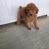 Mini Red Female Poodle