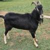 LaMancha billy goat for sale