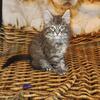 Maincoon 