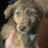 Aussie mix pups 