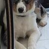 Mini Aussie