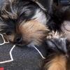 Female Yorkie Mix Puppy