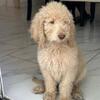 Adorable Poodle Puppy