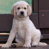Mini Golden Retriever - Predicted adult weight: 47lb