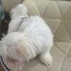 AKC registered  Male Maltese