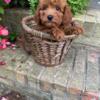 Beautiful mini male F1B Labradoodles