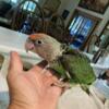 Baby cape parrots Being hand fed some are weaned