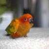 Sun Conure Babies Available