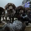 German Shorthair Puppies for sale