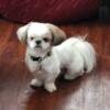 Shih-Tuz puppies Imperial