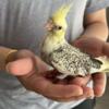 Hand Raised Yellow Cheek Pearl Cockatiel