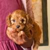 Cavapoo Puppies for Adoption