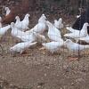 White homing pigeons